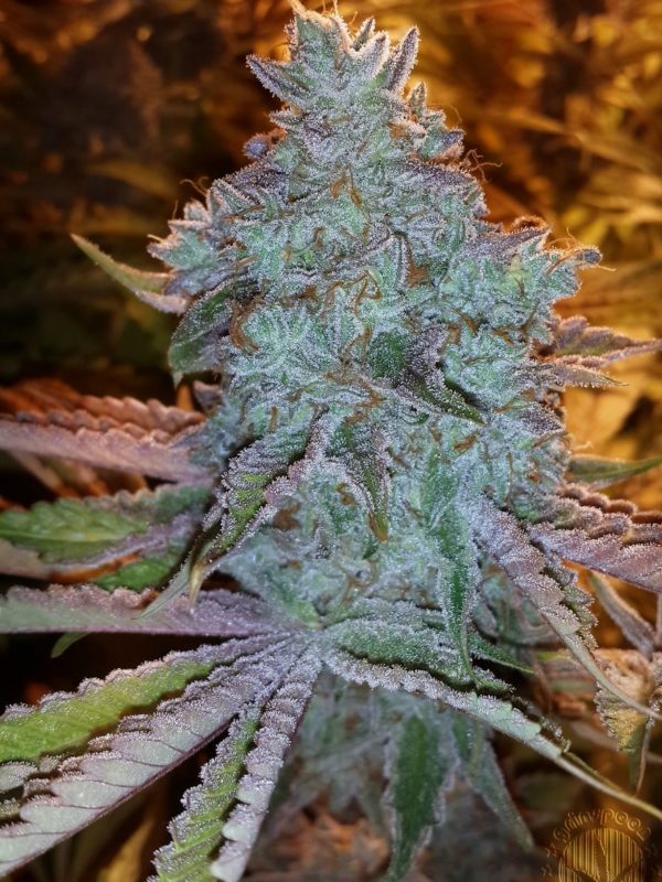 Cali Cookies